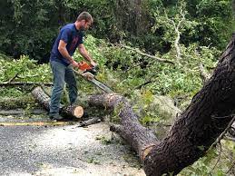 How Our Tree Care Process Works  in  Montgomery, AL