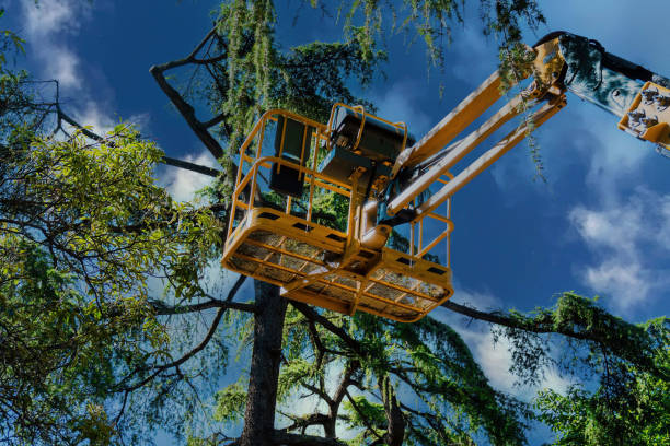 How Our Tree Care Process Works  in  Montgomery, AL