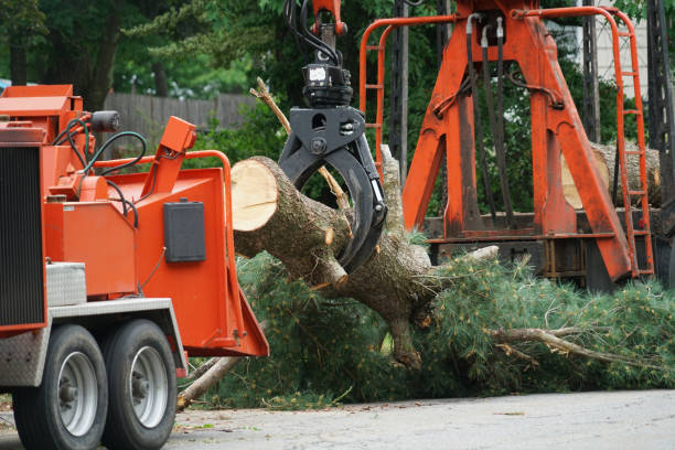 Best Storm Damage Tree Cleanup  in Montgomery, AL