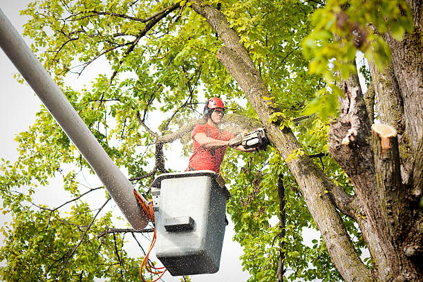 Best Hedge Trimming  in Montgomery, AL