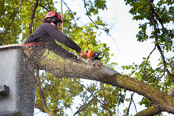 Best Root Management and Removal  in Montgomery, AL